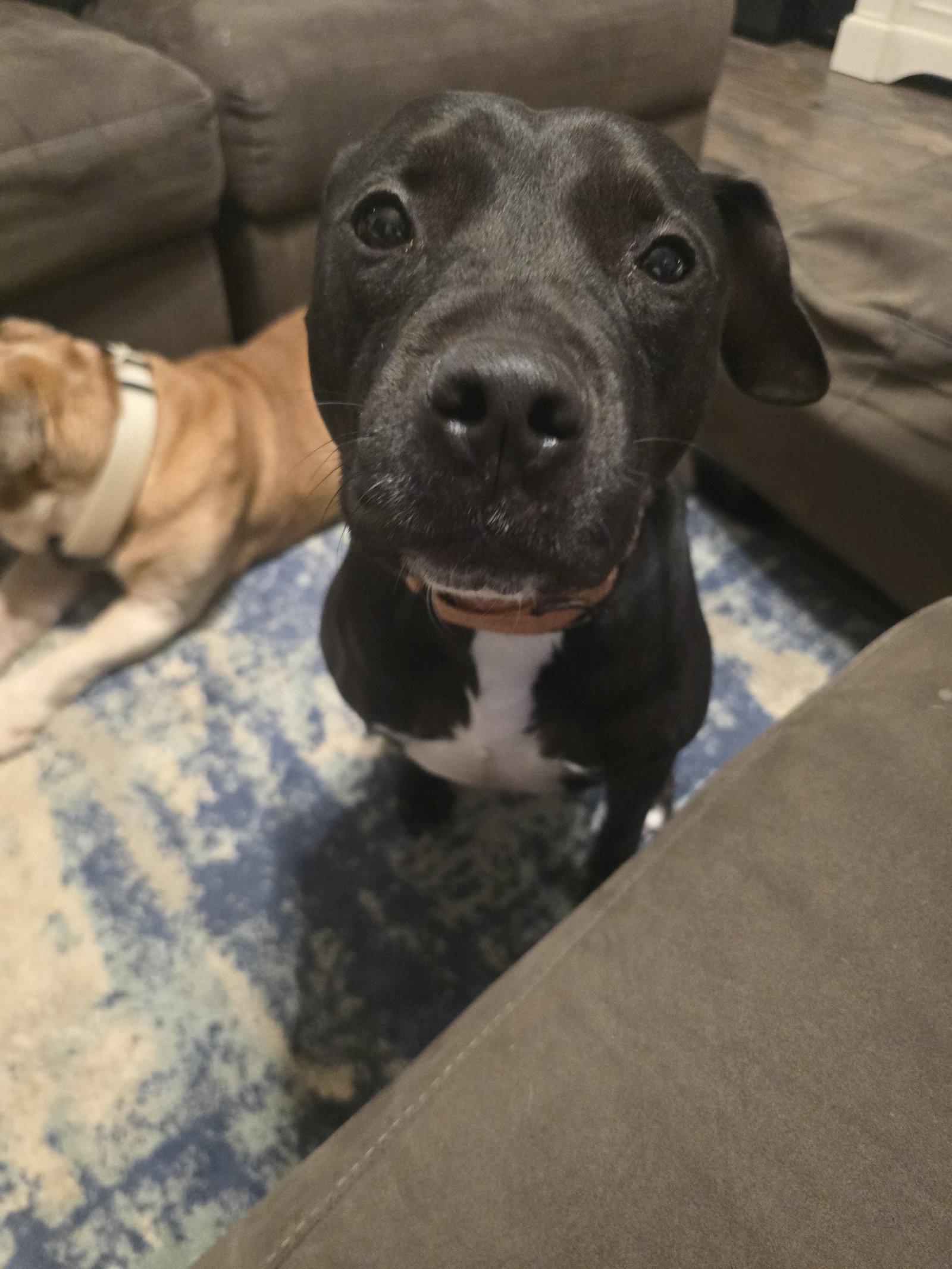 Roux B
