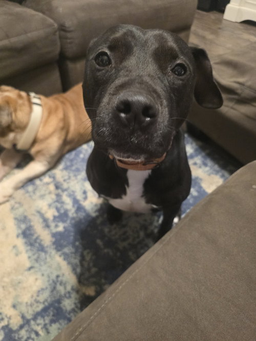 picture of the dog needing adoption