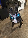 adoptable Dog in rosenberg, TX named Roux B