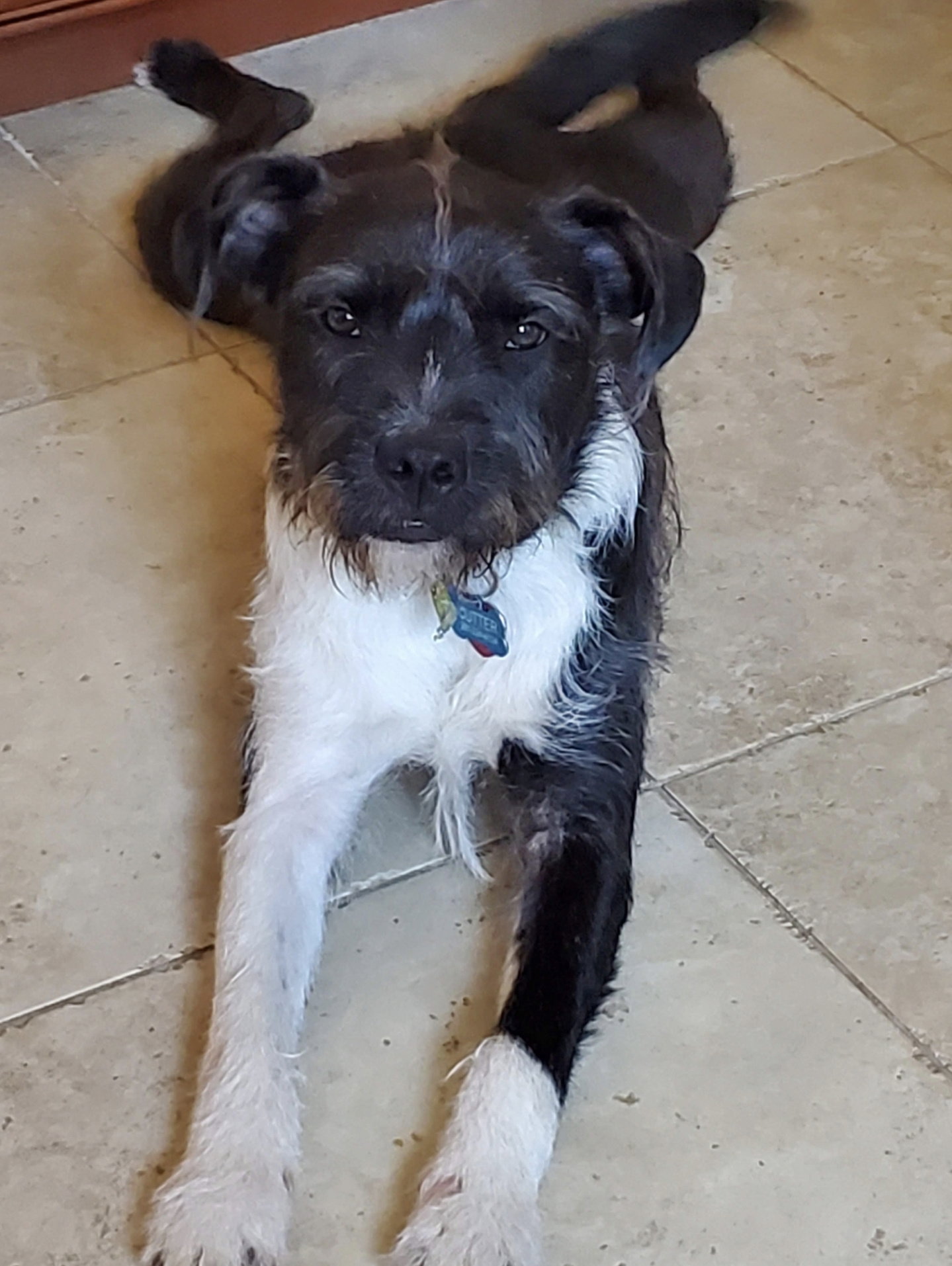Sirius Black (Cutter), photo 10