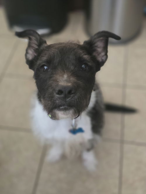 picture of the dog needing adoption
