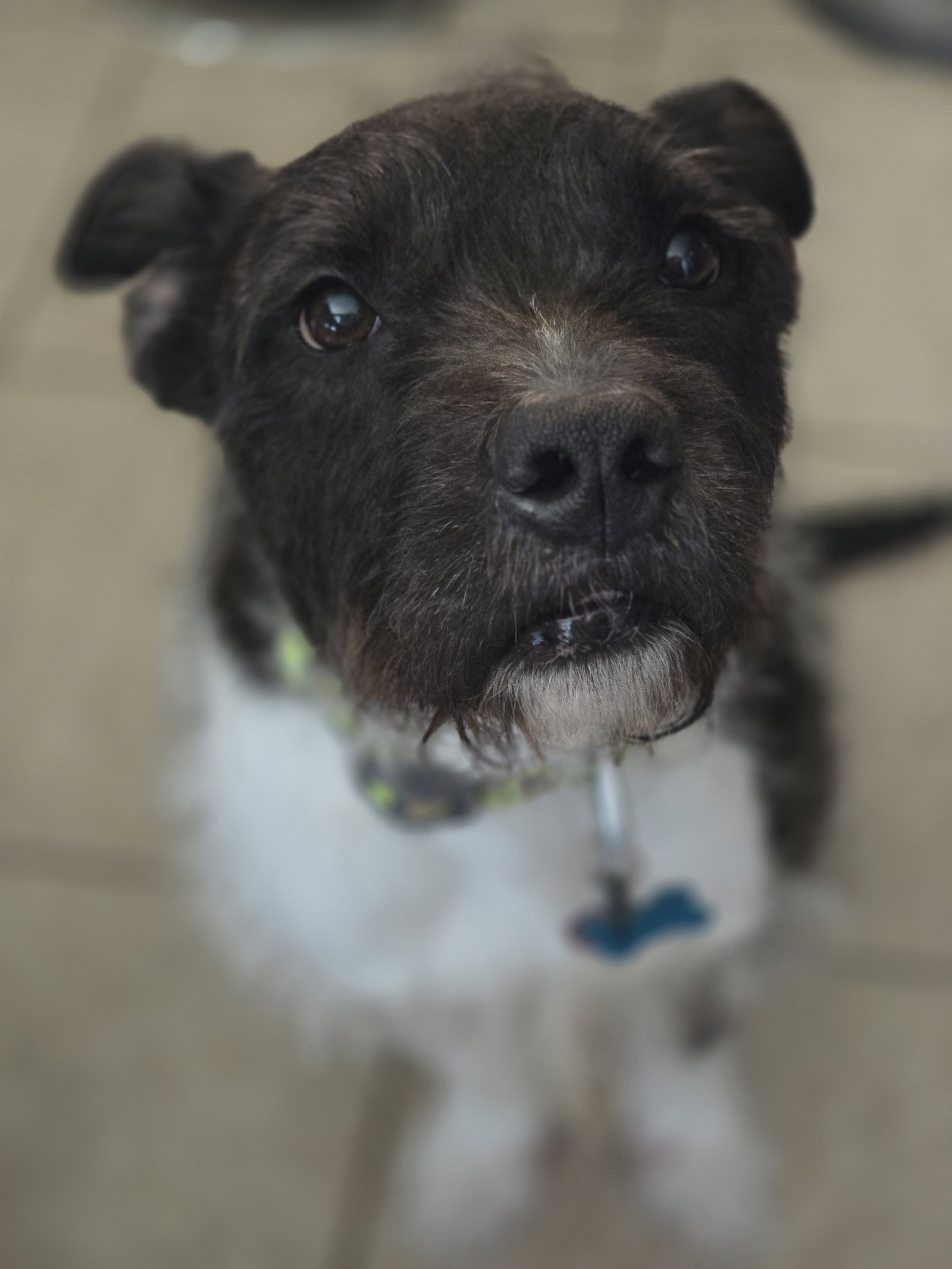 Sirius Black (Cutter), photo 9