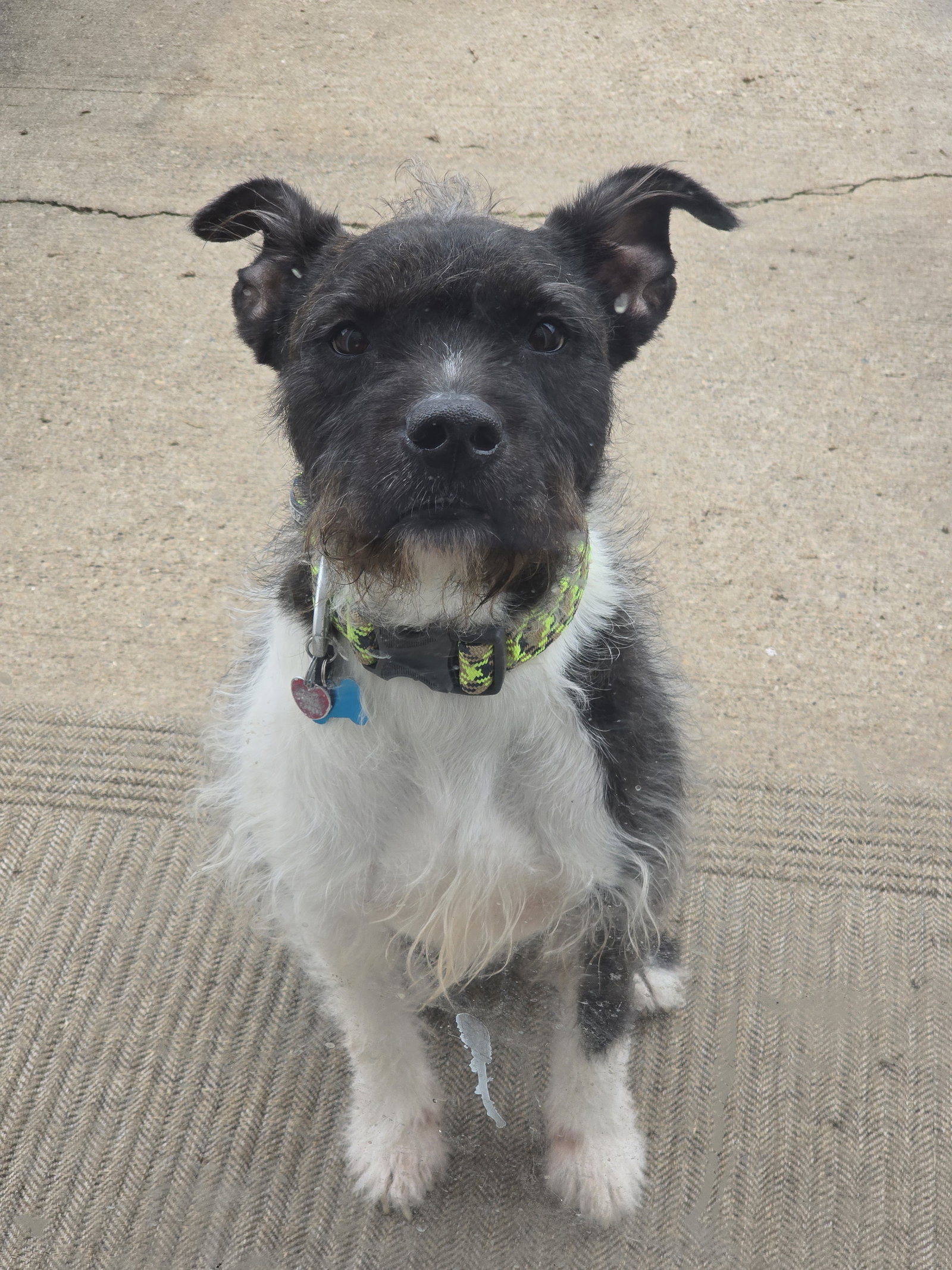 Sirius Black (Cutter), photo 8