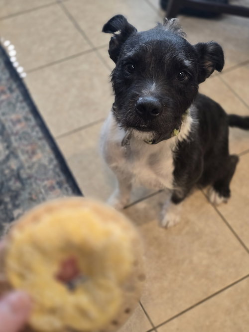 picture of the dog needing adoption
