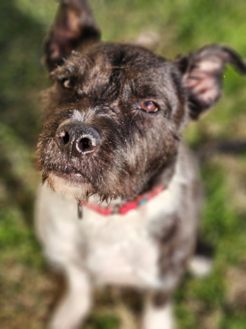 Sirius Black (Cutter), an adoptable Schnauzer in Rosenberg, TX