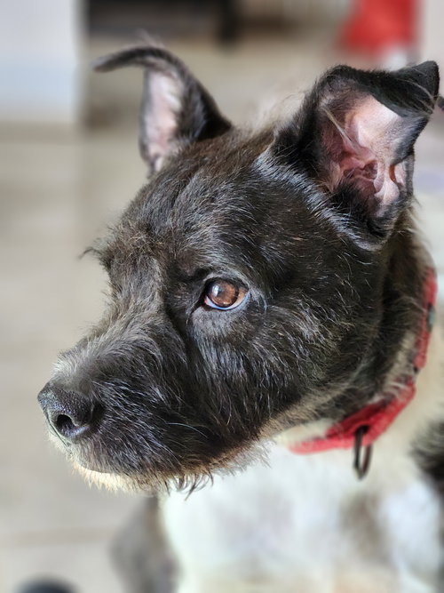 Sirius Black (Cutter), an adoptable Schnauzer in Rosenberg, TX