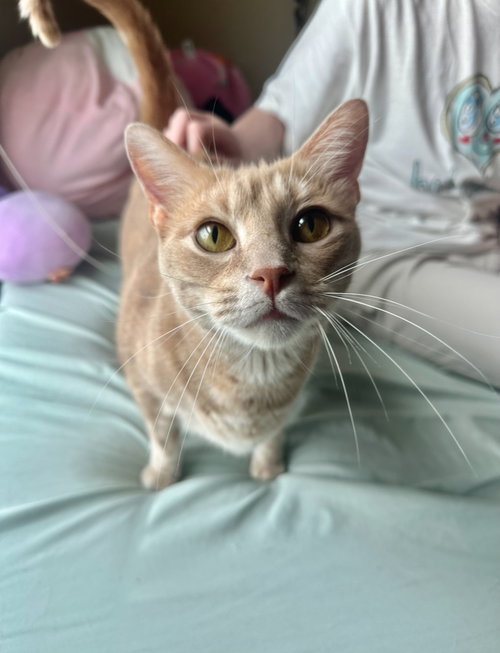 picture of the cat needing adoption