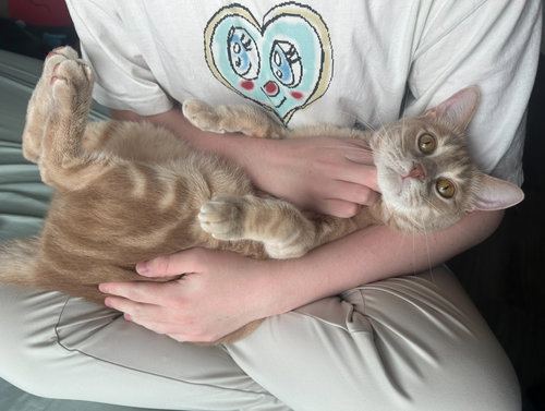 picture of the cat needing adoption