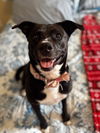adoptable Dog in  named Ember