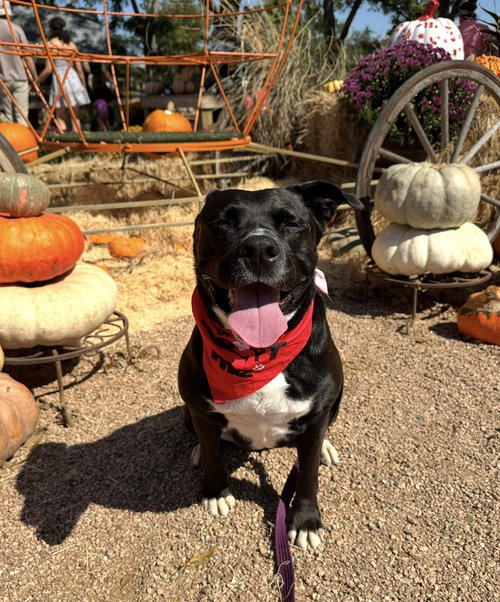 picture of the dog needing adoption