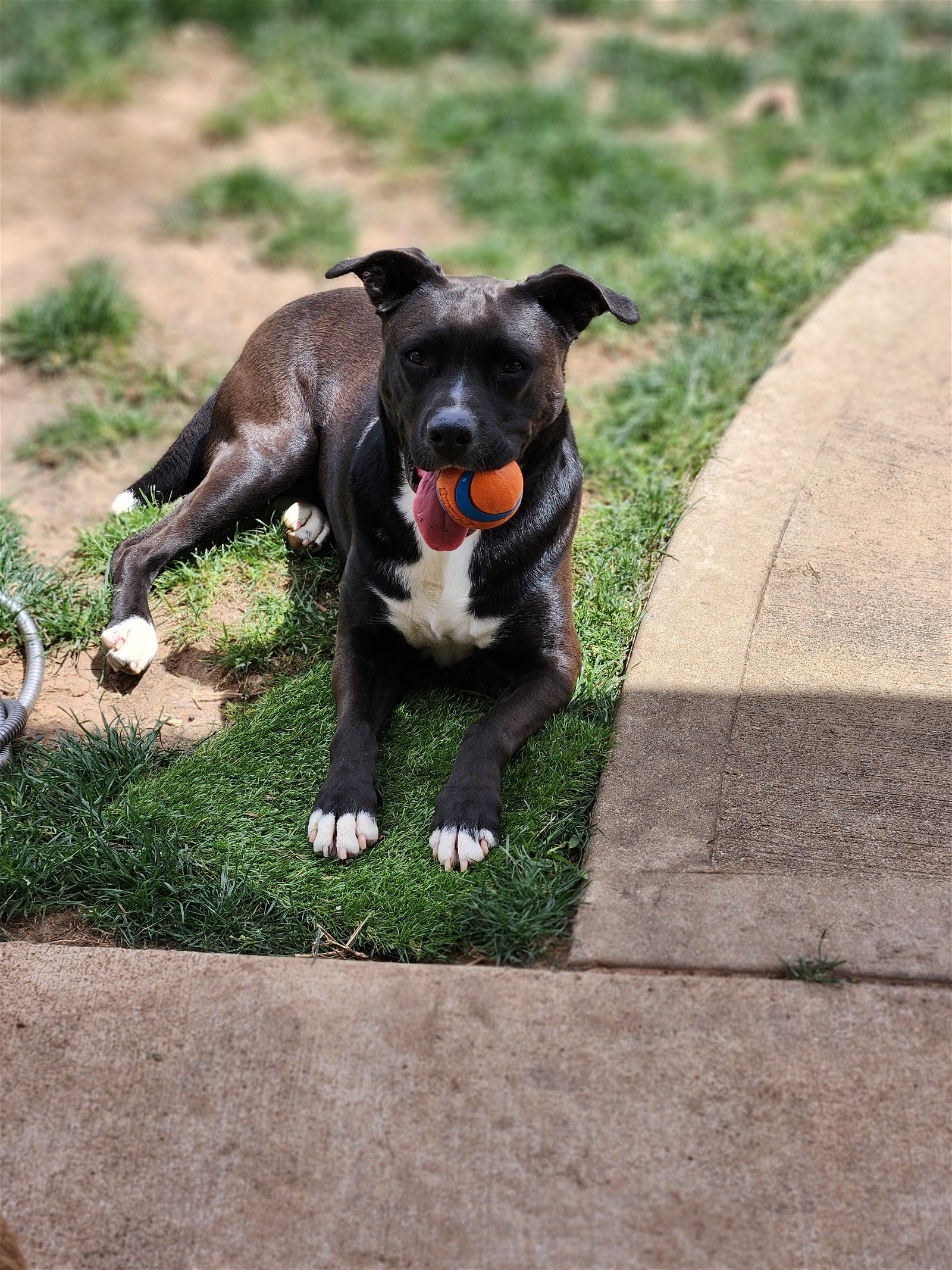 adoptable Dog in Rosenberg, TX named Ember