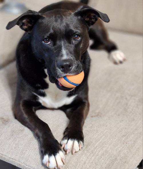 Ember, photo 22