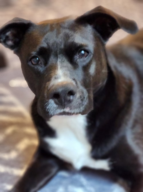 Ember, photo 16