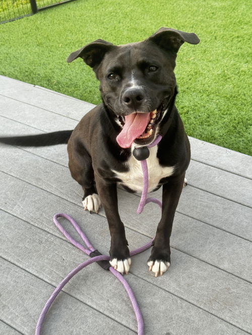 picture of the dog needing adoption