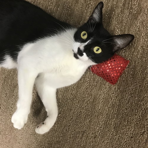 picture of the cat needing adoption