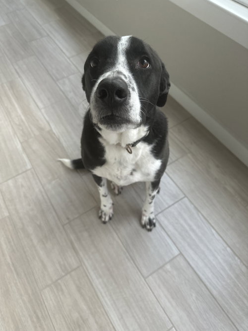picture of the dog needing adoption
