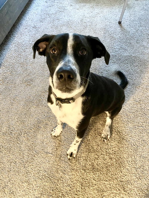 Neptune, an adoptable Labrador Retriever in Rosenberg, TX