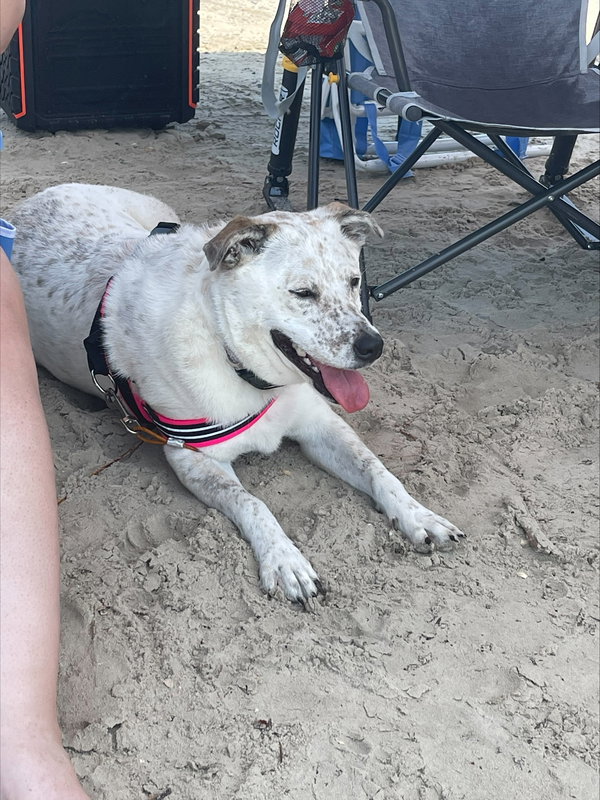 Bindi
