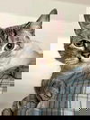 adoptable Cat in  named Marti S