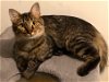 adoptable Cat in rosenberg, TX named Prissy