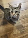 adoptable Cat in rosenberg, TX named Clancy