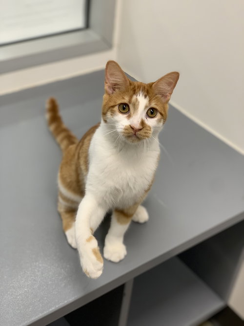 Zippi, an adoptable Domestic Short Hair in Rosenberg, TX