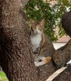 adoptable Cat in rosenberg, TX named Spring W