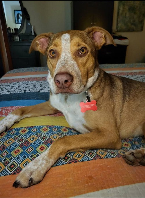 picture of the dog needing adoption