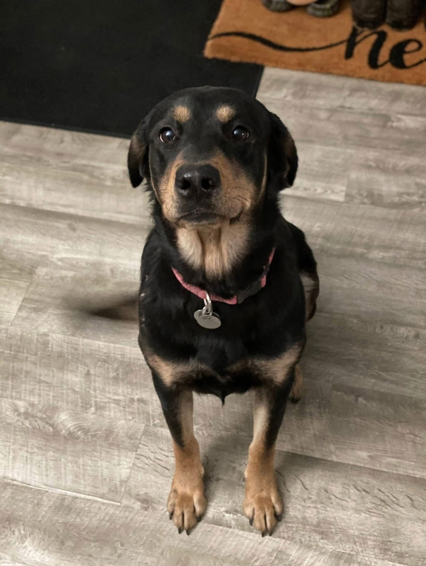 adoptable Dog in Rosenberg, TX named Ellie Benelli