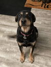 adoptable Dog in  named Ellie Benelli