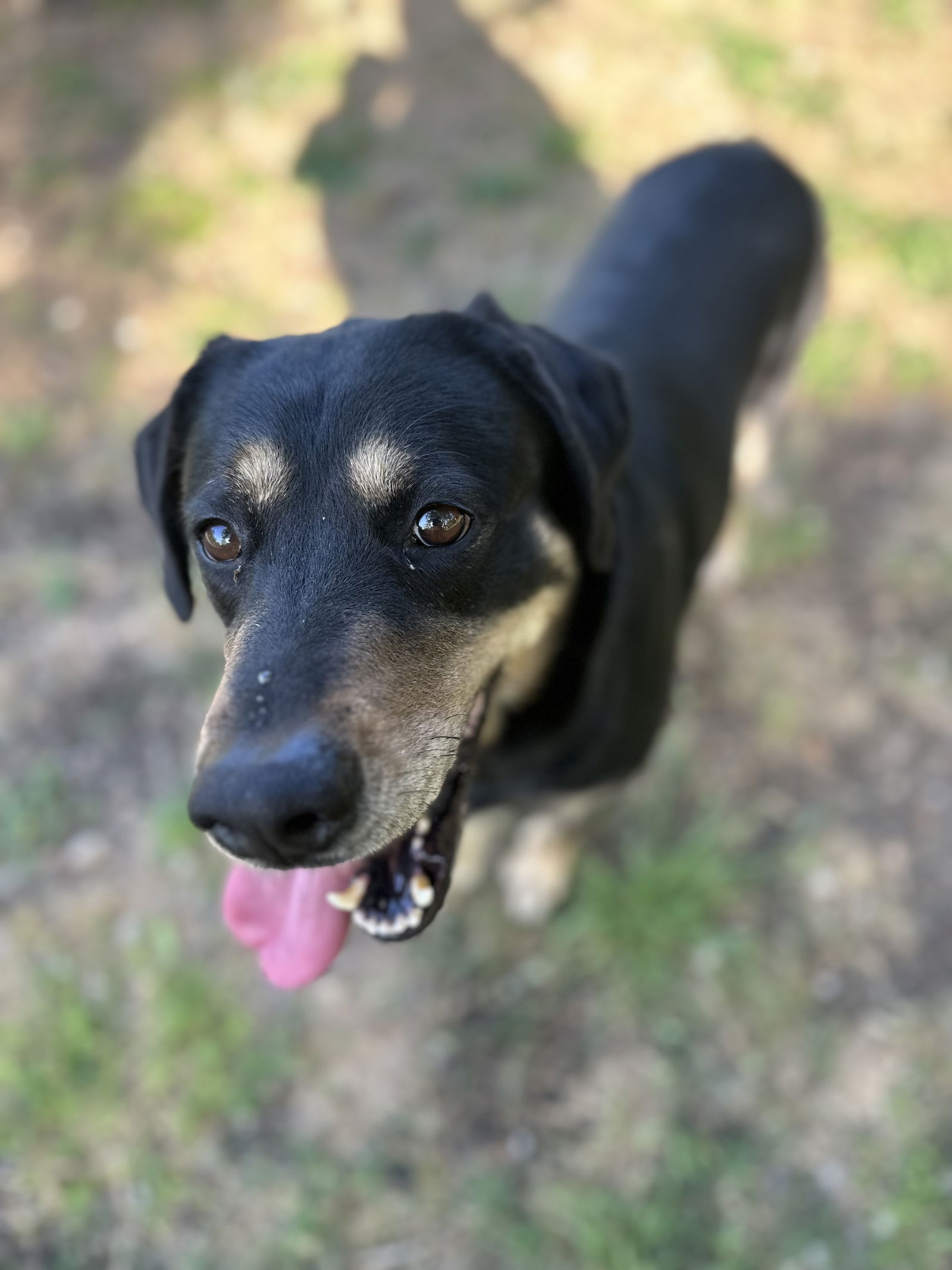 adoptable Dog in Rosenberg, TX named Ellie Benelli