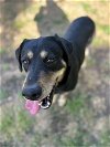 adoptable Dog in rosenberg, TX named Ellie Benelli