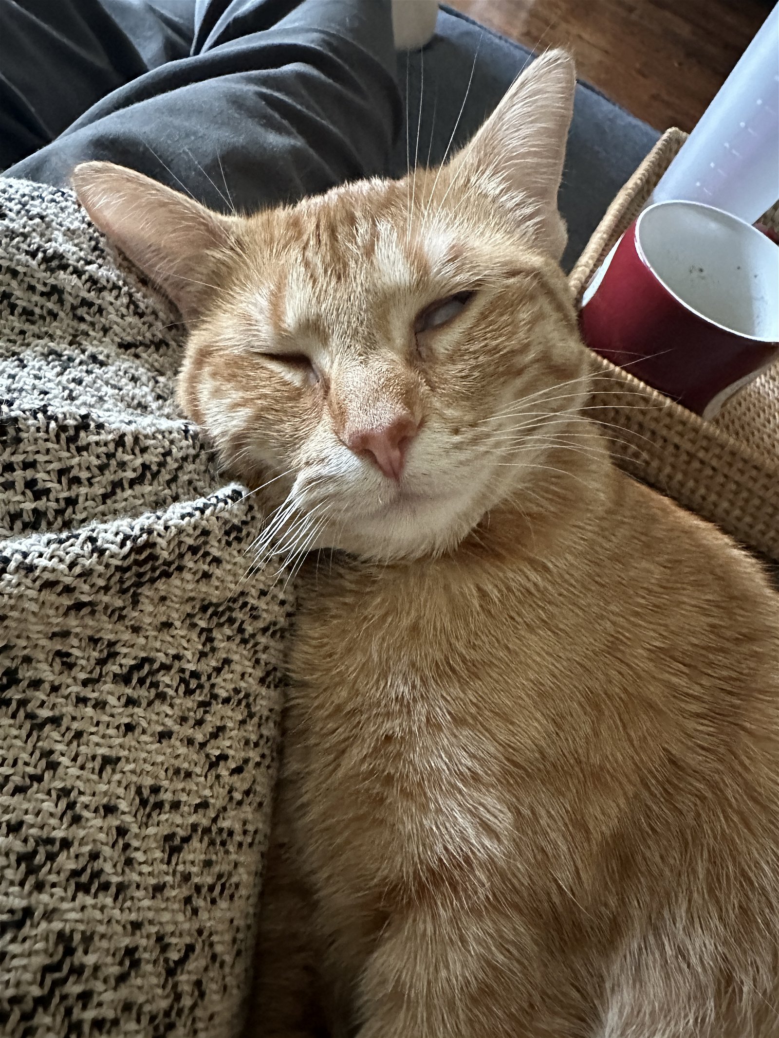 adoptable Cat in Rosenberg, TX named Andie A