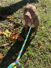adoptable Dog in rosenberg, TX named Chester