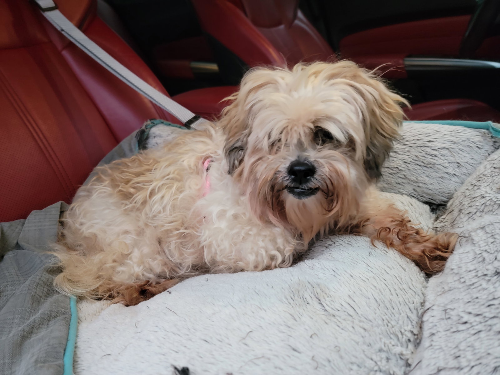 Dog for Adoption Cinnamon, a Shih Tzu in Rosenberg, TX Alpha Paw