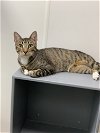 adoptable Cat in rosenberg, TX named Caesar K