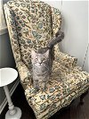 adoptable Cat in rosenberg, TX named Blossom M