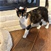 adoptable Cat in rosenberg, TX named Petal M