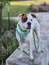 adoptable Dog in  named Tiny Tim