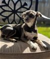 adoptable Dog in rosenberg, TX named Tillie