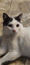 adoptable Cat in rosenberg, TX named Titan A