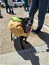 adoptable Dog in rosenberg, TX named Wylie