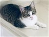 adoptable Cat in rosenberg, TX named Callie Bee