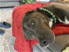 adoptable Dog in richmond, TX named KangaRoo