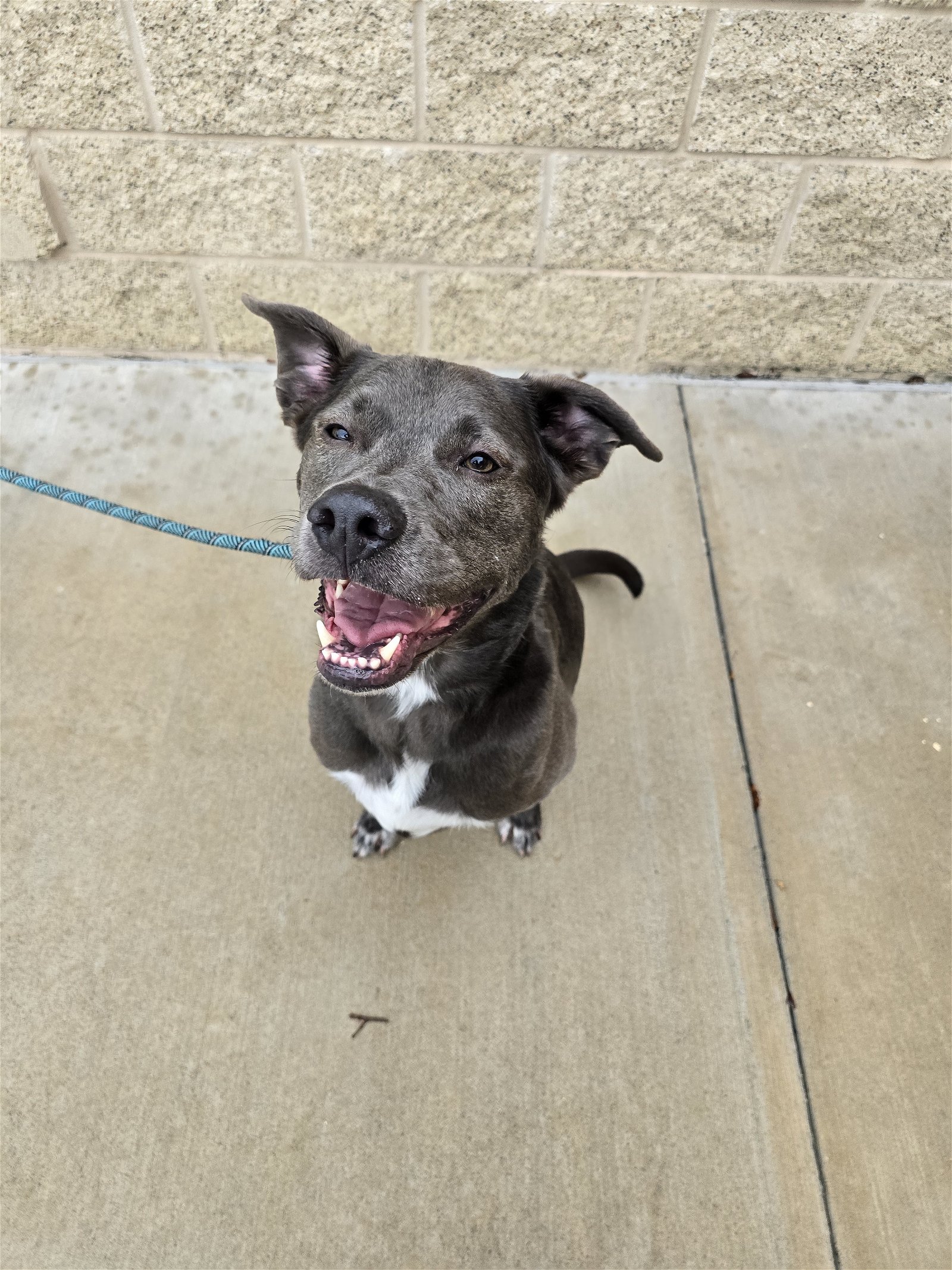 adoptable Dog in Richmond, TX named KangaRoo