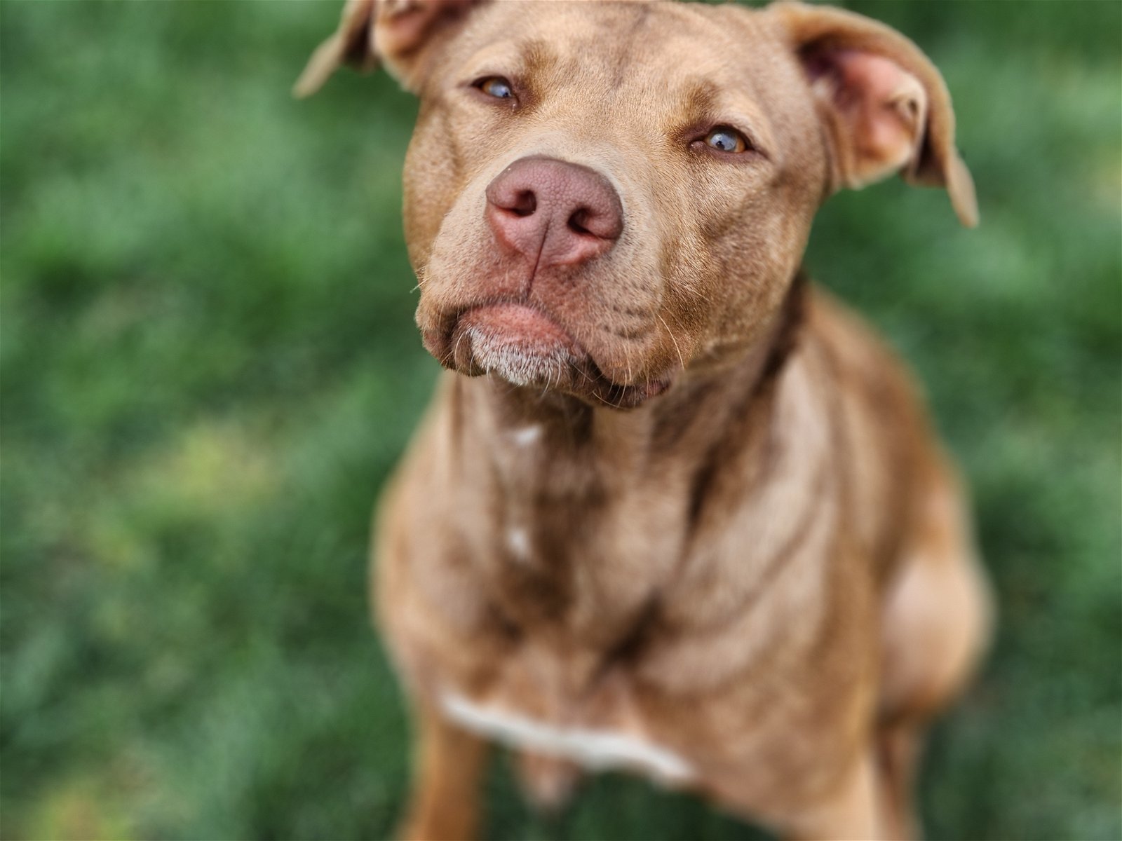 adoptable Dog in Rosenberg, TX named Ella Bella