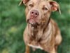 adoptable Dog in rosenberg, TX named Ella Bella