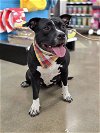 adoptable Dog in rosenberg, TX named Belle