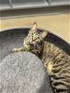 adoptable Cat in rosenberg, TX named Baby Girl