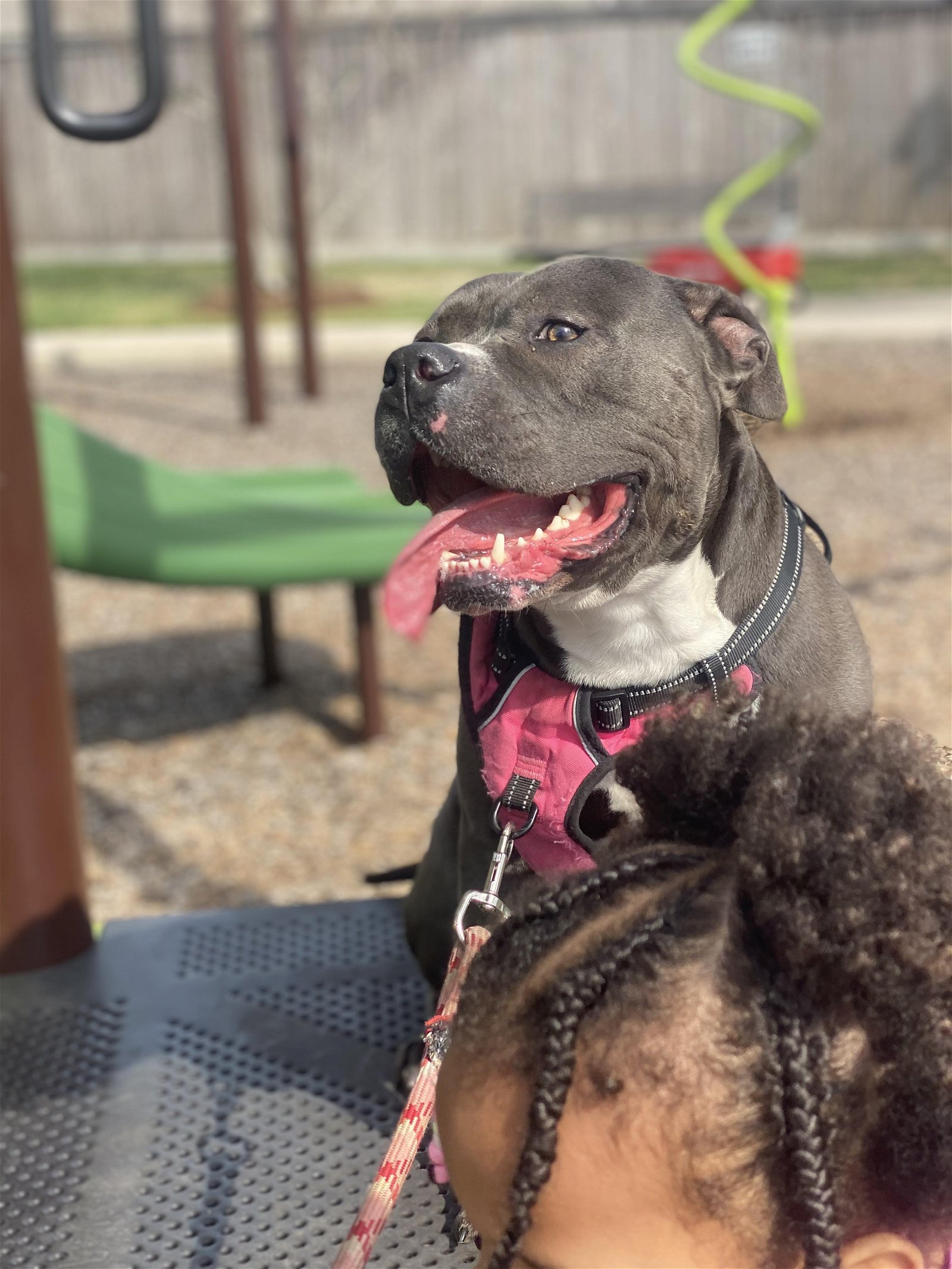 adoptable Dog in Rosenberg, TX named Zeus